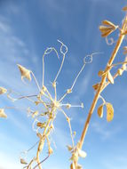 Image of Mojave cleomella