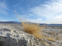 Image of Mojave cleomella