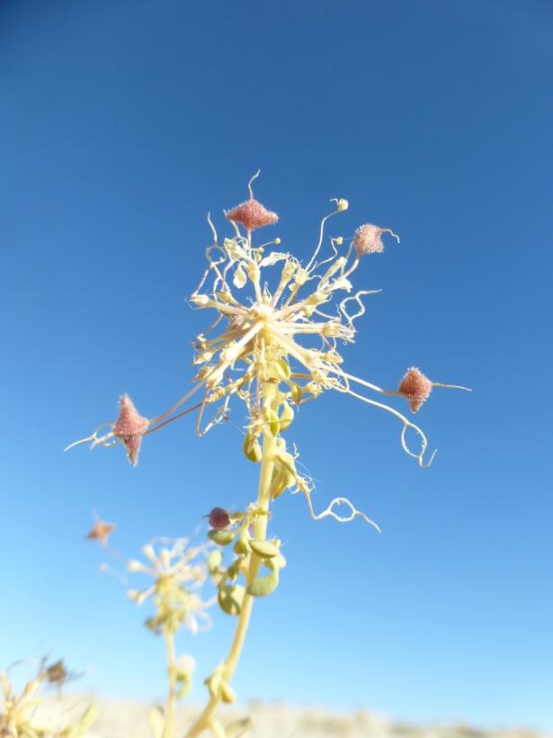 Image of Mojave cleomella