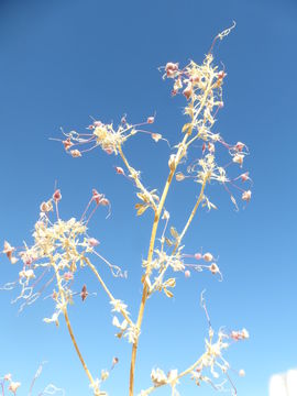 Image of Mojave cleomella