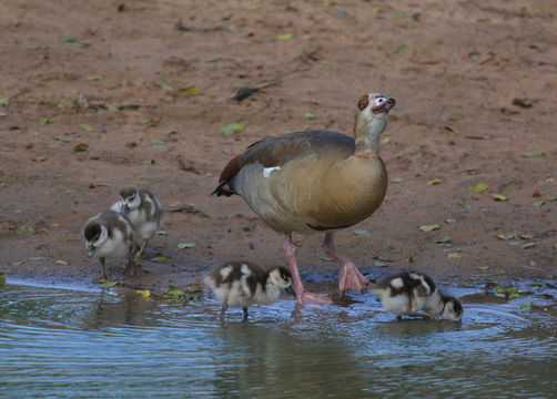 Image of Egyptian Goose