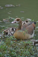 Image of Egyptian Goose