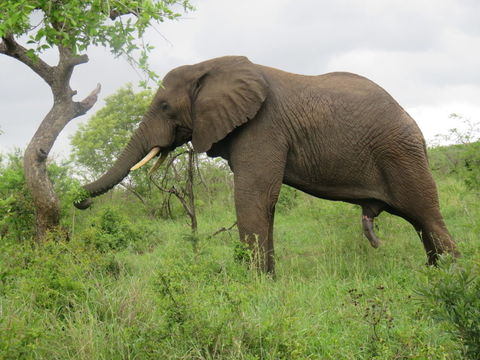 Image of African bush elephant