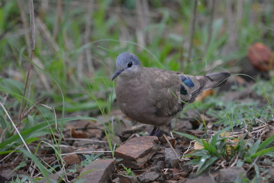 Image of Emerald-spotted Dove