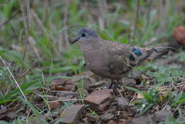 صورة Turtur chalcospilos (Wagler 1827)