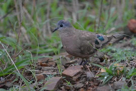 Image of Emerald-spotted Dove