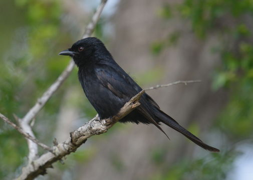 Image of Fork-tailed Drongo