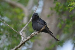 Image of Fork-tailed Drongo