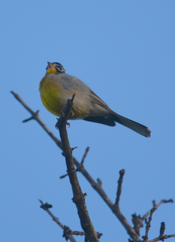 Image of African Golden-breasted Bunting