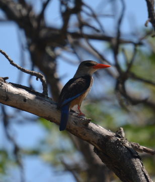 Image of Chestnut-bellied Kingfisher