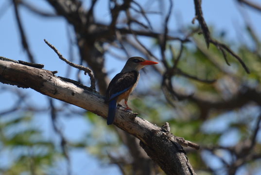 Image of Chestnut-bellied Kingfisher