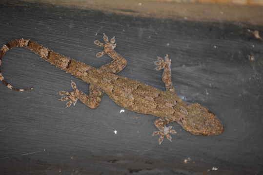 Image of Tropical house gecko