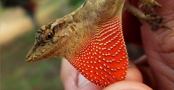 Image of Tropical Anole