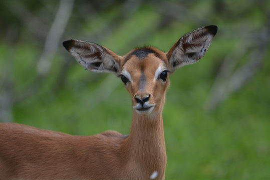 Image of Black-faced Impala