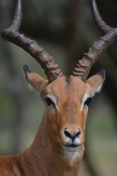 Image of Black-faced Impala