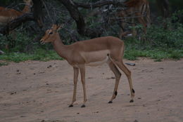 Sivun Impala kuva