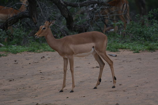 Image of Black-faced Impala