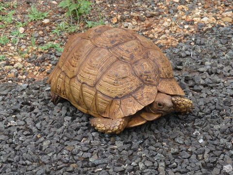 Image of Leopard Tortoise