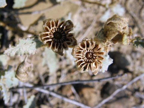 Image of Sphaeralcea endlichii Ulbrich