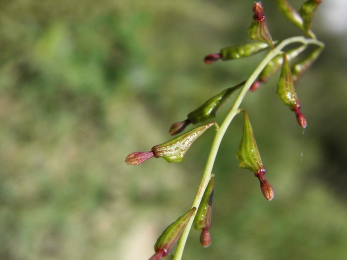 Image of leachlobe cyphomeris