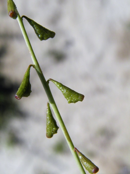 Image of leachlobe cyphomeris