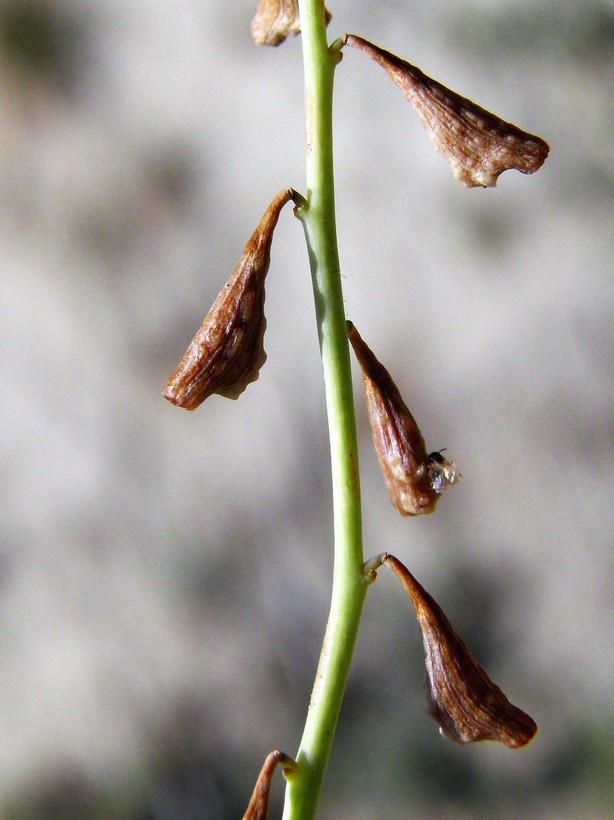 Image of leachlobe cyphomeris