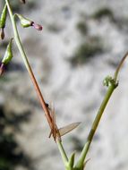 Image of leachlobe cyphomeris