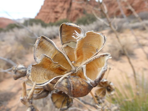 Yucca baccata Torr. resmi