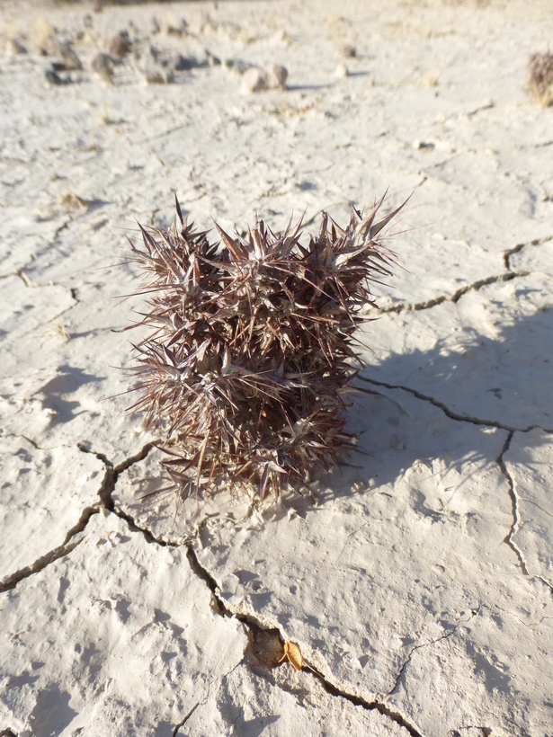 Image of devil's spineflower