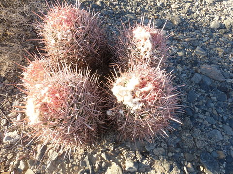 Image of Cotton-top Cactus