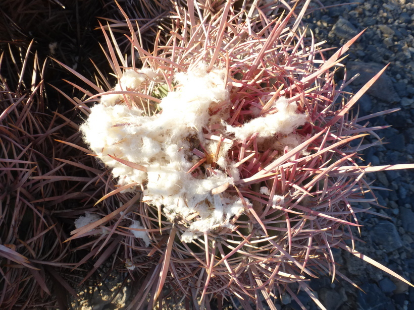 Image of Cotton-top Cactus