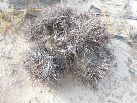 Image of Cotton-top Cactus