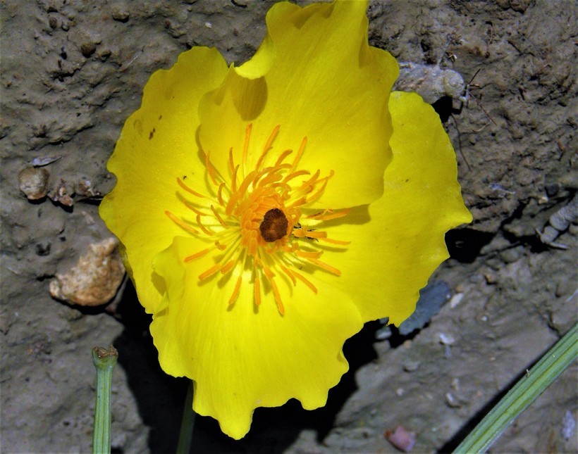 Image of Mexican tulip poppy