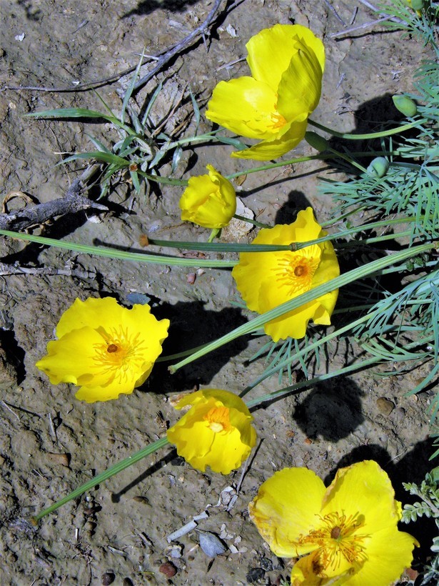 Image of Mexican tulip poppy