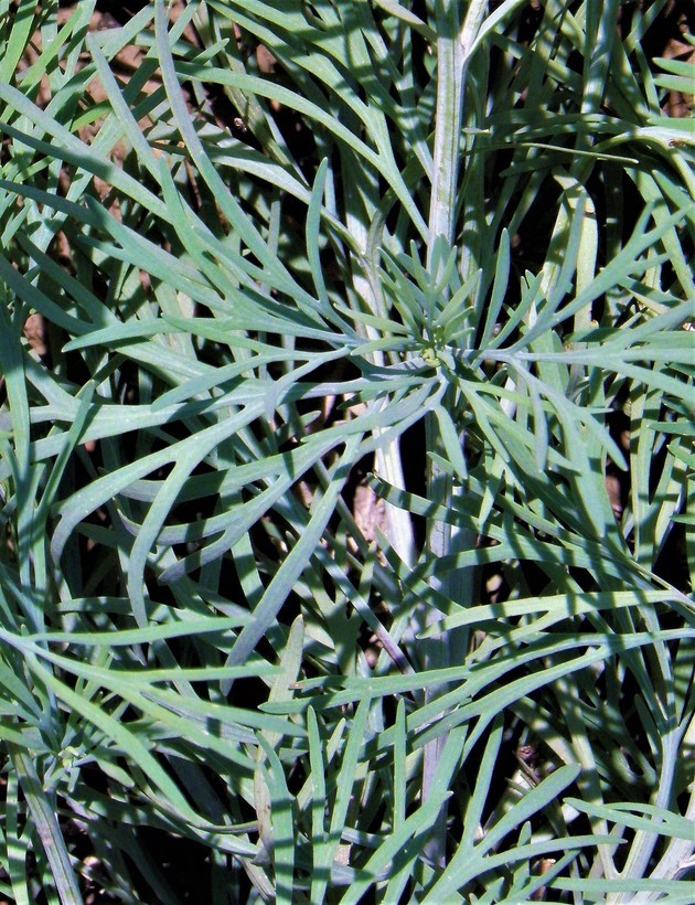 Image of Mexican tulip poppy