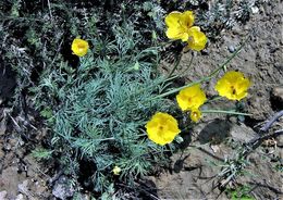 Image of Mexican tulip poppy