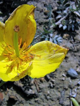 Image of Mexican tulip poppy