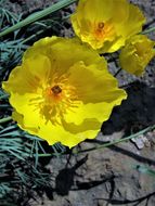 Image of Mexican tulip poppy