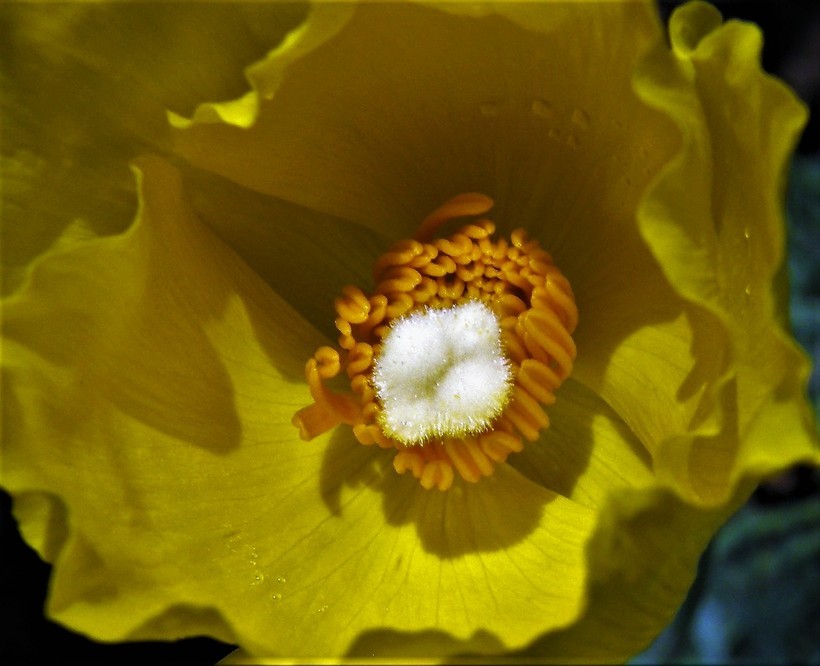 Image of Mexican tulip poppy