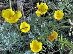 Image of Mexican tulip poppy