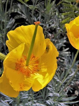 Image of Mexican tulip poppy