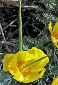 Image of Mexican tulip poppy