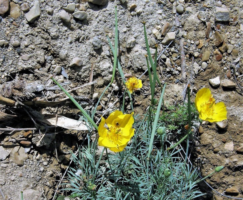 Image of Mexican tulip poppy