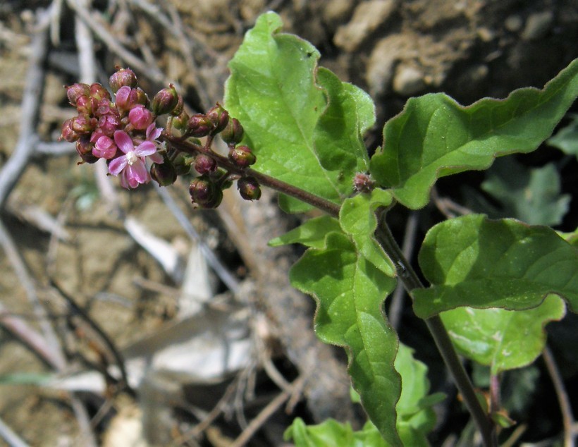 Image of rougeplant