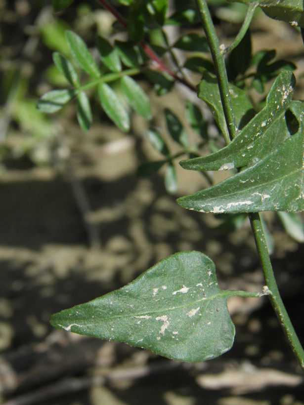 Image of greenspot nightshade