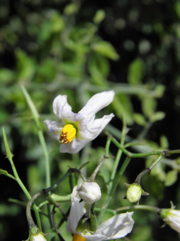 Image of greenspot nightshade