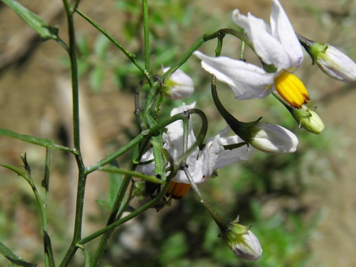 Image of greenspot nightshade