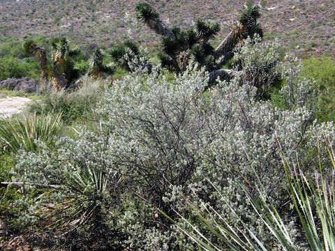 Image de Leucophyllum frutescens (Berl.) I. M. Johnston