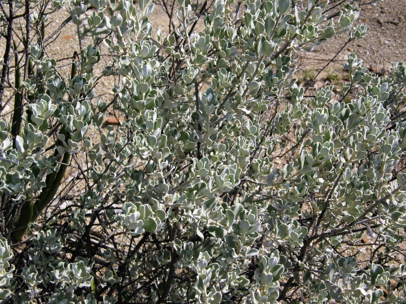 Image of Texas barometer bush