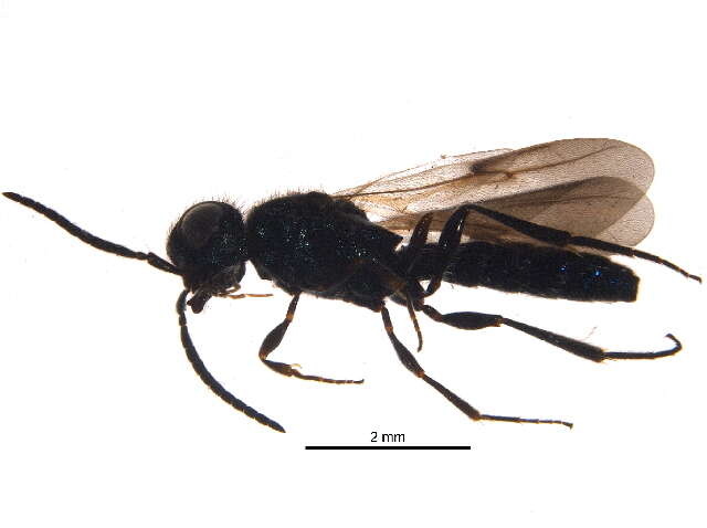 Image of Sparasionidae